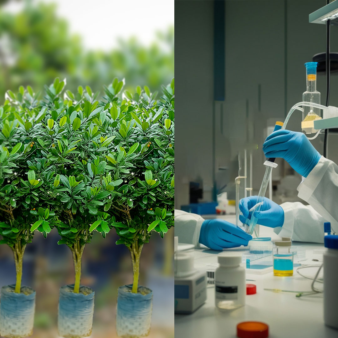 Harvesting Voacanga africana